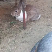 خرگوش