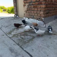کبوترعرب و قرمزی بینگلوماده