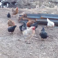 مرغ بیرانشهر