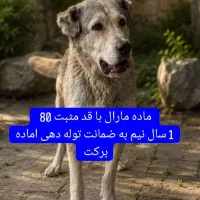 فروش سگ ترکمن ماده قدمثبت 80 سرابی ژرمن نگهبان گله