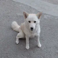 سگ سفید