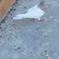 تعداد۴کفتر