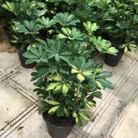 گل شفلرا ابلق و سبز|گل و گیاه طبیعی|تبریز, |دیوار