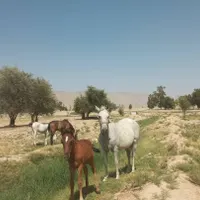 اسب