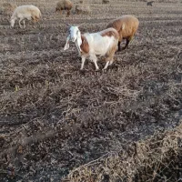 بز دودمان دوماه هس تکه خورده|حیوانات مزرعه|پارسآباد, |دیوار