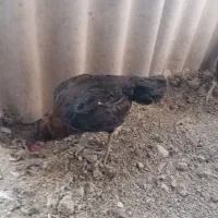 مرغ لاری خروس لاری خوب|حیوانات مزرعه|هشتگرد, هشتگرد قدیم|دیوار