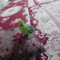 طوطی ملنگو سخنگو|پرنده|مشهد, شهید احمدی روشن|دیوار