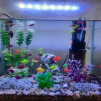 فروش انواع ماهی گیاهخوار با قیمت مناسب