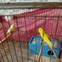 جفت مرغ عشق مولد|پرنده|بندرعباس, |دیوار