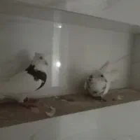 طوقی|پرنده|بندر گناوه, |دیوار