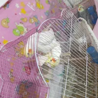 عروس هلندی مولد لوتینو روی تخم|پرنده|ارومیه, |دیوار