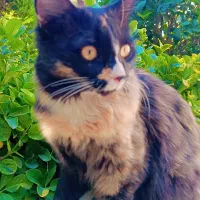 دوعددگربه خونگی خوشگل بازی گوش|گربه|رامجین, |دیوار