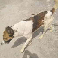 سگ نگهبانی وگله