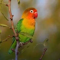 طوطی کوتوله گمشده