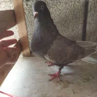 بخوای دم‌سفید ماده