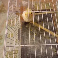 عروس هلندی|پرنده|تربتحیدریه, یحیی آباد|دیوار