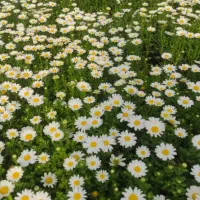 فروش عمده انواع گل های فصلی