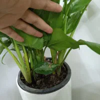 گیاه اگلونما هندونه ایی|گل و گیاه طبیعی|شاهین‌شهر, شهرک هشت بهشت|دیوار