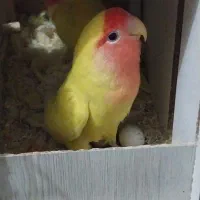 یک جفت طوطی برزیلی مولد دستی