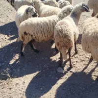 ۲۰تا میش آبستن رفسنجان