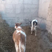 دو عدد گوساله ماده از جنس گاو هلندی وسمینتال