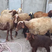 گوسفندبا بره داشتی|حیوانات مزرعه|کوزران, |دیوار