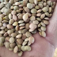 عدس بو جاری شده