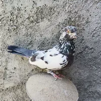 کبوتر ماده شمرونی اصیل پرشی