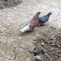 فروش کبوتر پرشی ساعتی قرمز، سبز و تلخ|پرنده|ساری, |دیوار