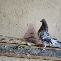 کبوتر کفتر سرور نر|پرنده|گلستان (تهران), |دیوار