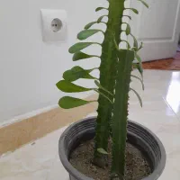 گل افروبیا
