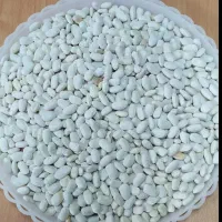 فروش ۳تن لوبیا سفید