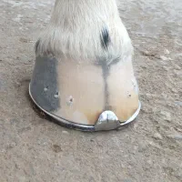 نعل بندی اسب