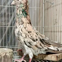 هفت رنگ سفید درجه یک