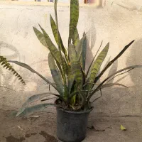 گلهای خانگی|گل و گیاه طبیعی|رشت, علی آباد|دیوار