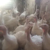 بوقلمون گوشتی