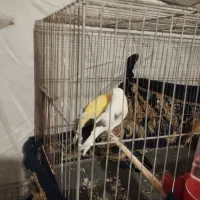 قناری|پرنده|ماهدشت, |دیوار