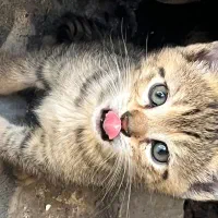 بچه گربه جهت واگذاری