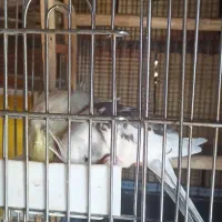 دوعددجوجه عروس هلندی|پرنده|نورآباد, |دیوار