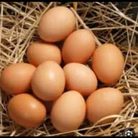 تخم مرغ محلی