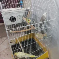 عروس هلندی وایت فیس  نر