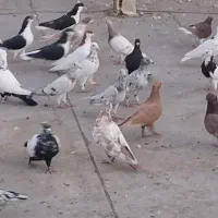 کبوتر رنگی پرشی