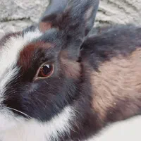 خرگوش|موش و خرگوش|کوه چنار, |دیوار