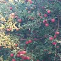 اجاره باغ سیب گرفته میشود