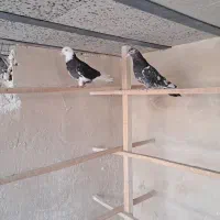 کفتر پرشی|پرنده|قم, بکایی|دیوار