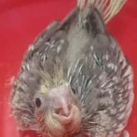جوجه عروس هلندی طوسی و مرواریدی