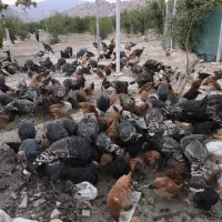 فروش مرغ، خروس و بوقلمون ارگانیک