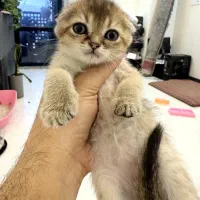 اسکاتیش گلد