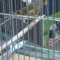 سهره قناری  نر بخون|پرنده|کرج, باغستان|دیوار