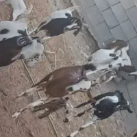 تعدادی بز با کهر و کهر نر و بز ابس فروش یکجا|حیوانات مزرعه|شمیل, |دیوار